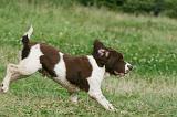 SPRINGER SPANIEL 038